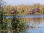 Hippo spotting at Rondevlei