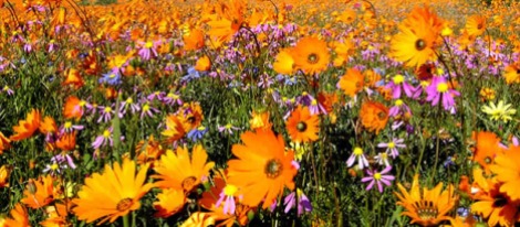 Namaqualand wildflowers
